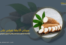 تناولي الكاسافا لتنظيم سكر الدم ولكن احذري سمومها